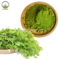 Polvo de moringa orgánico natural 100% puro para usos a granel